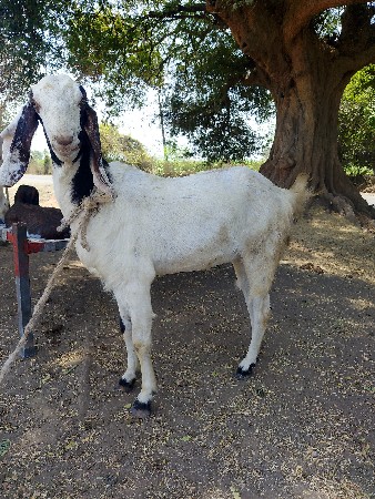 2 se એક બકરો એક પાઠ