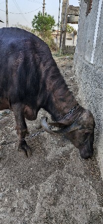 थंबनेल 2