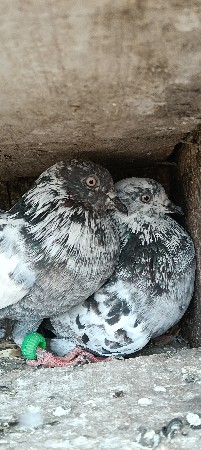 થંબનેલ 3