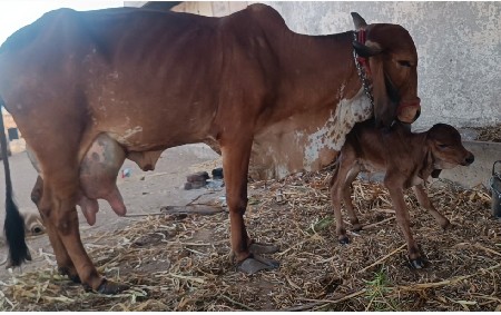 2 ગાયું વેચવાની છે