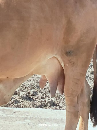 વેચવાની છે