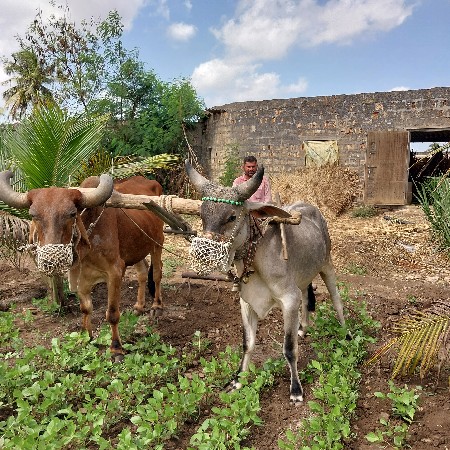 આ ગૉધલા સાલુ છે