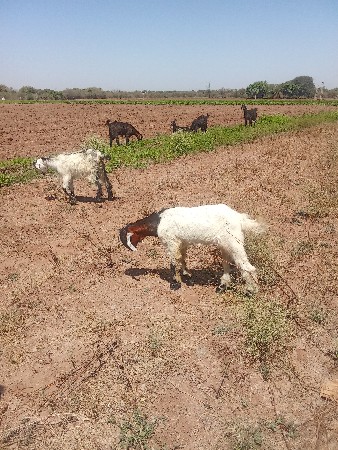 ૧૦ બોકડા ૩: બકરી