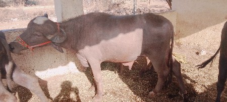 થંબનેલ 3