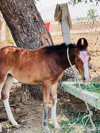 વશેરી વેચવાની છે