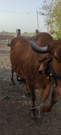 ગાય વેચવાની છે