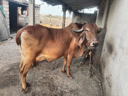 थंबनेल 3