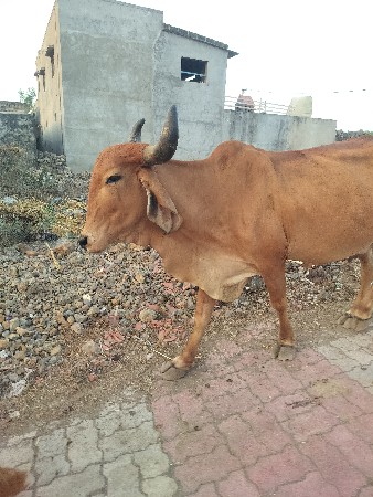 ગાય વેચવાની છે