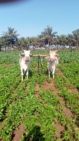 ગોધલા વેસવાના છે