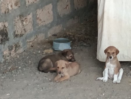વેચવાનું છે