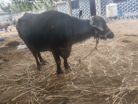 bhes vechavani chea 3 vetar