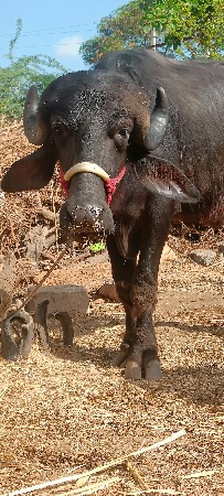 थंबनेल 2