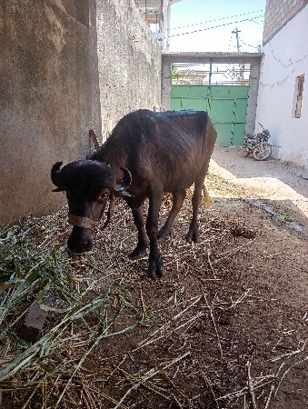 थंबनेल 2