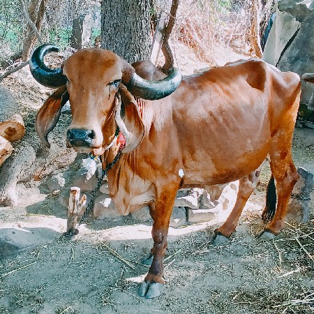 ગાય વેચવાની છે  ગીર ગાય છે