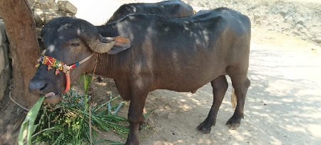 આ બે પાડા વેચવાના છે