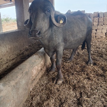 थंबनेल 3