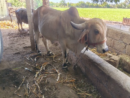 थंबनेल 3