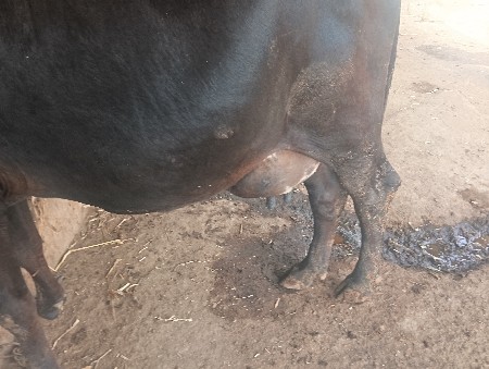 ગાય વેચવાની છે