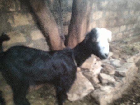 બકરી વેચવાની છે