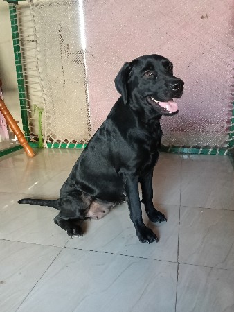 બ્લેક લેબ્રાડોર