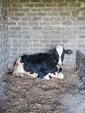 ગાય વેચવાની છે