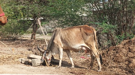 थंबनेल 2