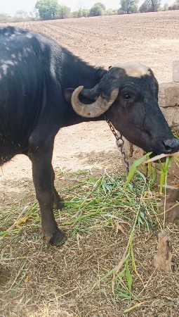 ખડાય વેચવાની છે