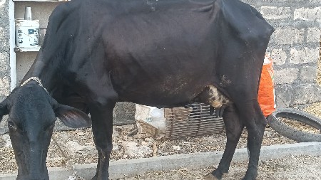 ગાય વેચવાની છે