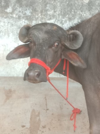 આ પહેલી વેતરી ખડેલી વેચવાની છે