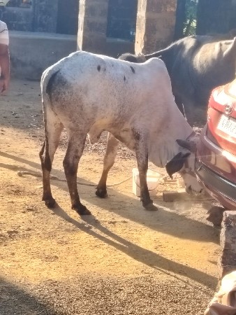 બદીવેચવાનીછે.અઢીવરસની