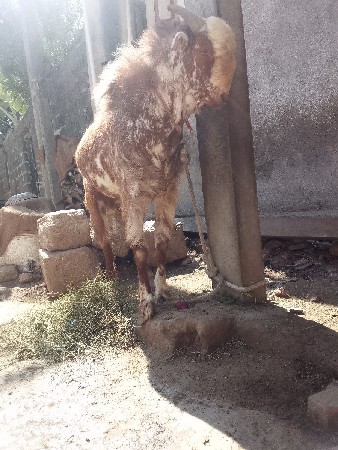 બકરો વેચવાનો છે