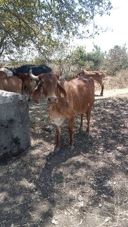 આ શોન કપિલા ગાય વેચવાની છે