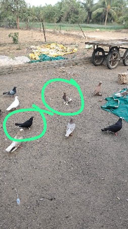 12 કબુતર છે વેચવાના છે