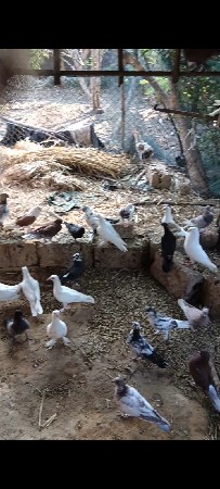 थंबनेल 2