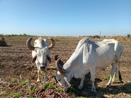 બળદ વેચવાના છે મ