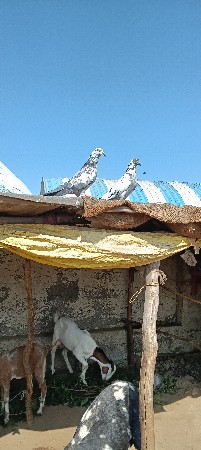 પોરબંદર જિલ્લો