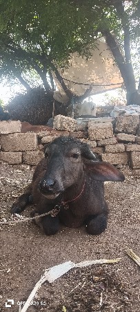 આ પાડી વેચવાની છે