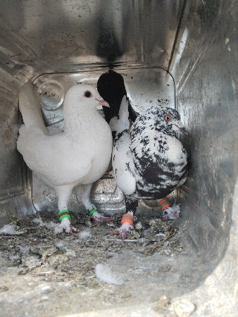 थंबनेल 3