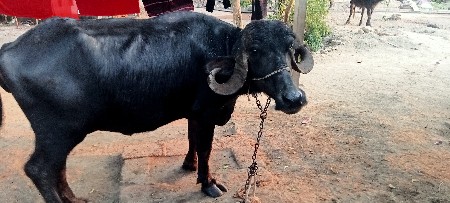 थंबनेल 2