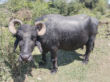 ભેંશ વેચવાનીછે