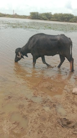 थंबनेल 2