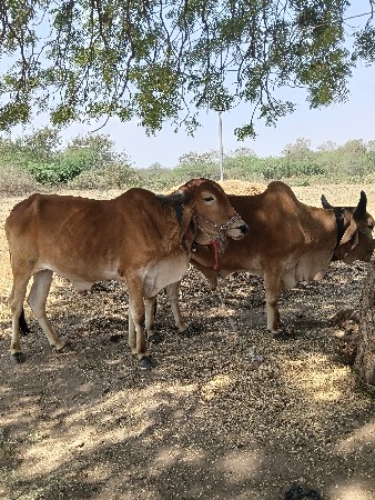 થંબનેલ 2