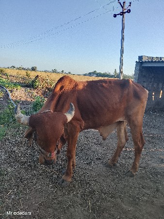 ગોઢલા વેચવાના છે