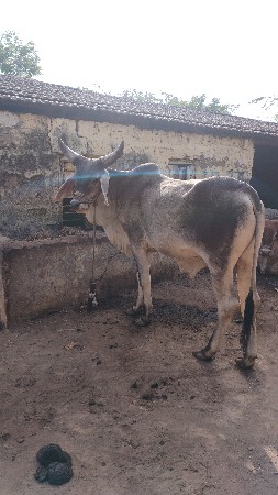 ગોઢલા વેચવાના છે