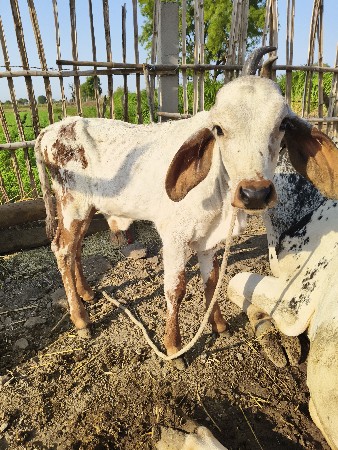 ગીર ક્રોસ ગાય વેચવાની છે.