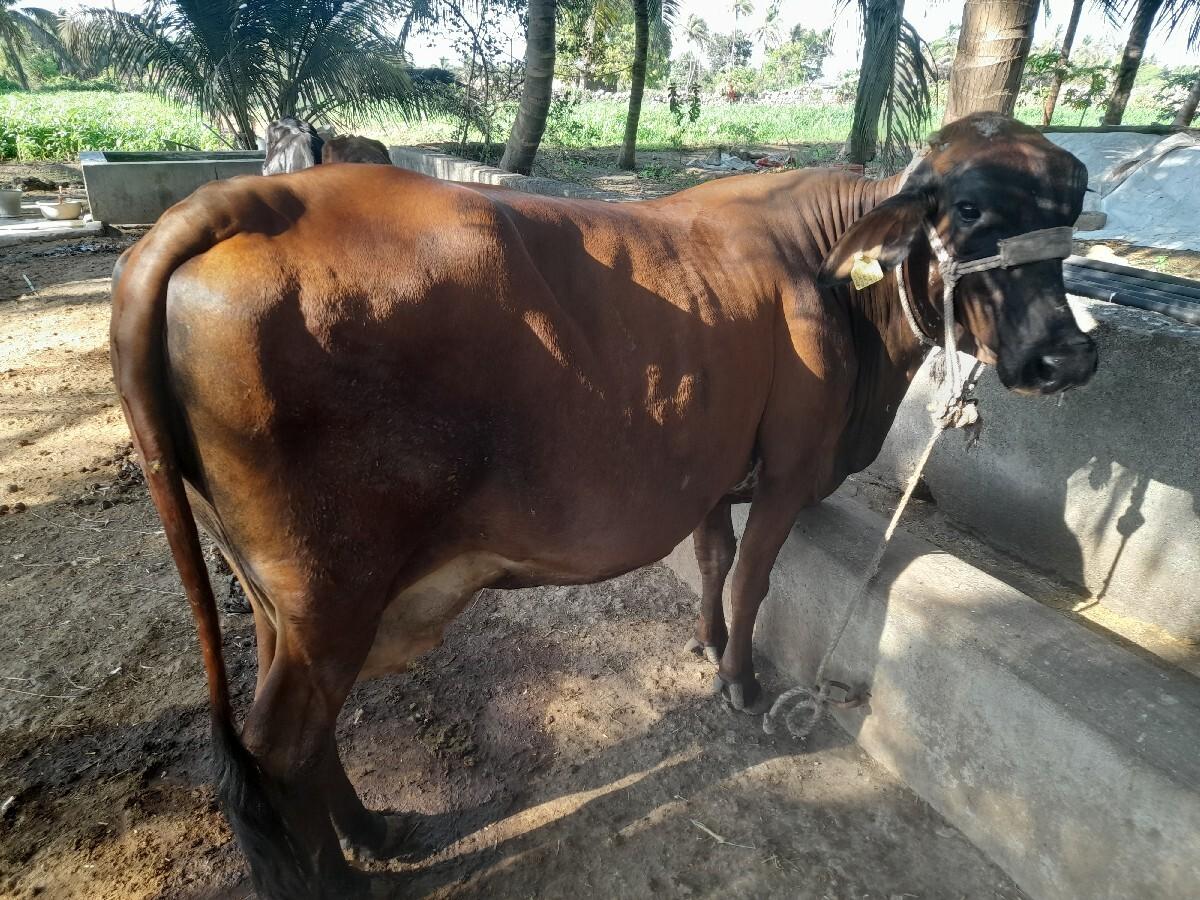 ગાય વેચવાની છે.
