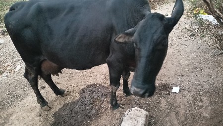 વેચવાની છે