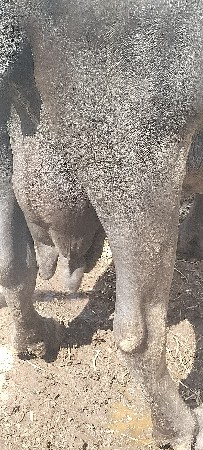 3 વેતર વ્યાસે