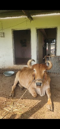 આ બળદ બેસવાનો છે