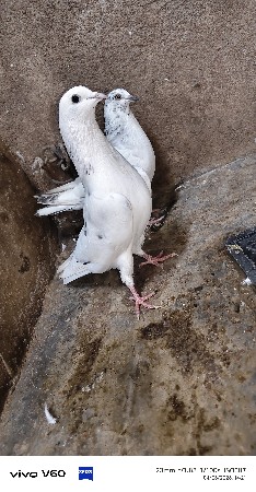 थंबनेल 2